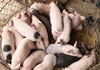Quảng Nam: Tiếp tục xuất hiện thêm ổ dịch tả lợn châu Phi