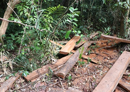 Quảng Nam: Rừng đầu nguồn Trà Kót bị “xẻ thịt” nghiêm trọng