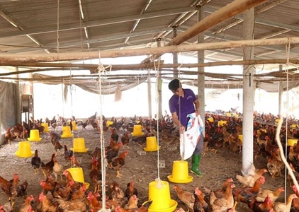 Bộ Nông nghiệp: Tiếp tục kiểm soát chặt chẽ dịch cúm gia cầm