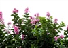 Hà Nội: Ngẩn ngơ trước hoa bằng lăng hồng