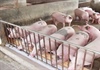 Hà Nội ngăn nguy cơ tái bùng phát dịch tả lợn châu Phi