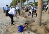Đà Nẵng: Trồng cây xanh, làm sạch môi trường biển